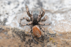 Habronattus amicus