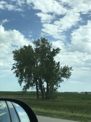 Populus deltoides monilifera
