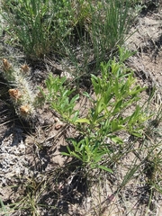 Pediomelum tenuiflorum