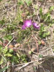 Sidalcea neomexicana