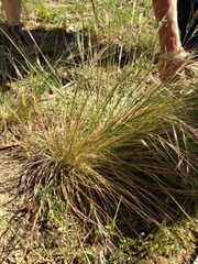Nassella pulchra