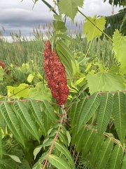 Rhus typhina