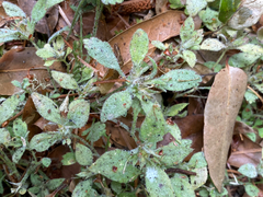 Collomia heterophylla