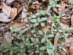Collomia heterophylla
