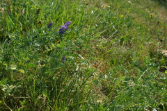 Vicia cracca cracca