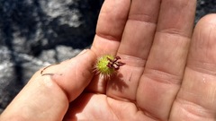 Ribes roezlii roezlii