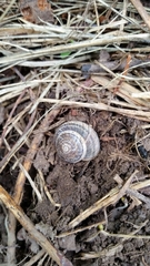 Oreohelix