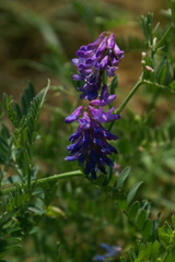 Vicia cracca cracca
