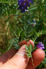 Vicia cracca cracca