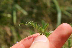 Vicia cracca cracca