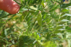 Vicia cracca cracca