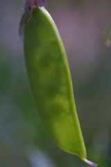 Vicia cracca cracca