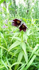 Fritillaria camschatcensis
