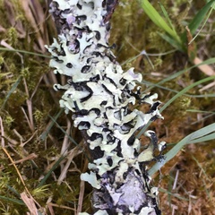 Hypotrachyna sinuosa