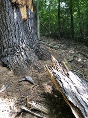 Pinus strobus