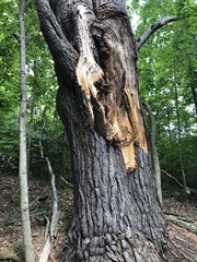 Pinus strobus