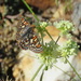 Euphydryas anicia maria - Photo (c) jmklodzen,  זכויות יוצרים חלקיות (CC BY-NC)