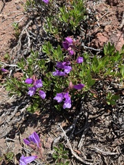 Penstemon davidsonii
