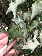 Magnoliopsida