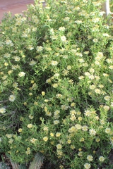 Argyroderma crateriforme