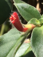 Gesnerieae