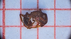 Tetramorium semilaeve