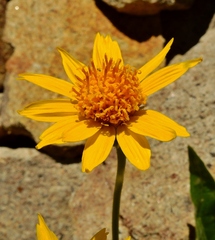 Arnica longifolia