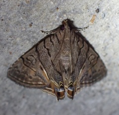 Eulepidotis merricki