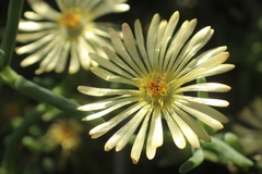 Argyroderma crateriforme