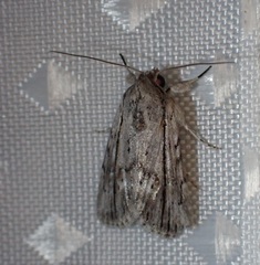 Catabenoides