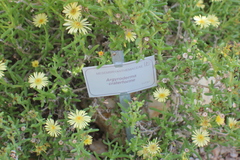 Argyroderma crateriforme
