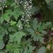 Tiarella trifoliata laciniata - Photo (c) Kate McKeown, μερικά δικαιώματα διατηρούνται (CC BY-NC), uploaded by Kate McKeown