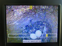 Flammulated Owl photo 3
