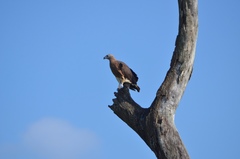 Haliaeetus ichthyaetus