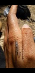 Megistopus flavicornis