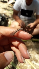 Megistopus flavicornis