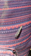 Megistopus flavicornis