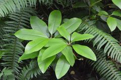 Rhododendron macrophyllum