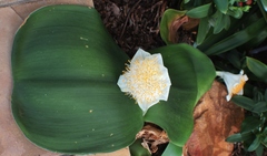 Haemanthus deformis