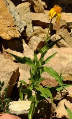 Arnica longifolia