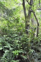 Rhododendron macrophyllum