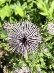 Cirsium edule