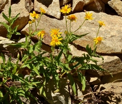 Arnica longifolia