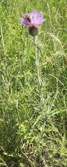 Cirsium flodmanii