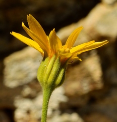 Arnica longifolia