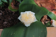 Haemanthus deformis