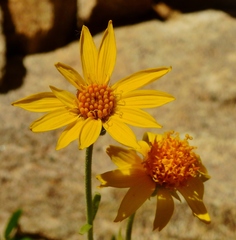 Arnica longifolia