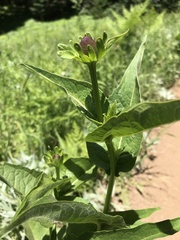Rudbeckia occidentalis