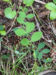 Lathyrus ochroleucus