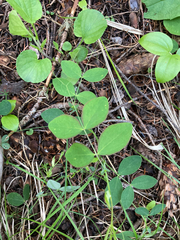Lathyrus ochroleucus